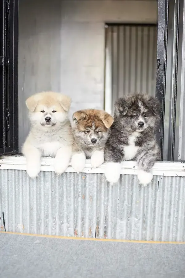 秋田犬の里