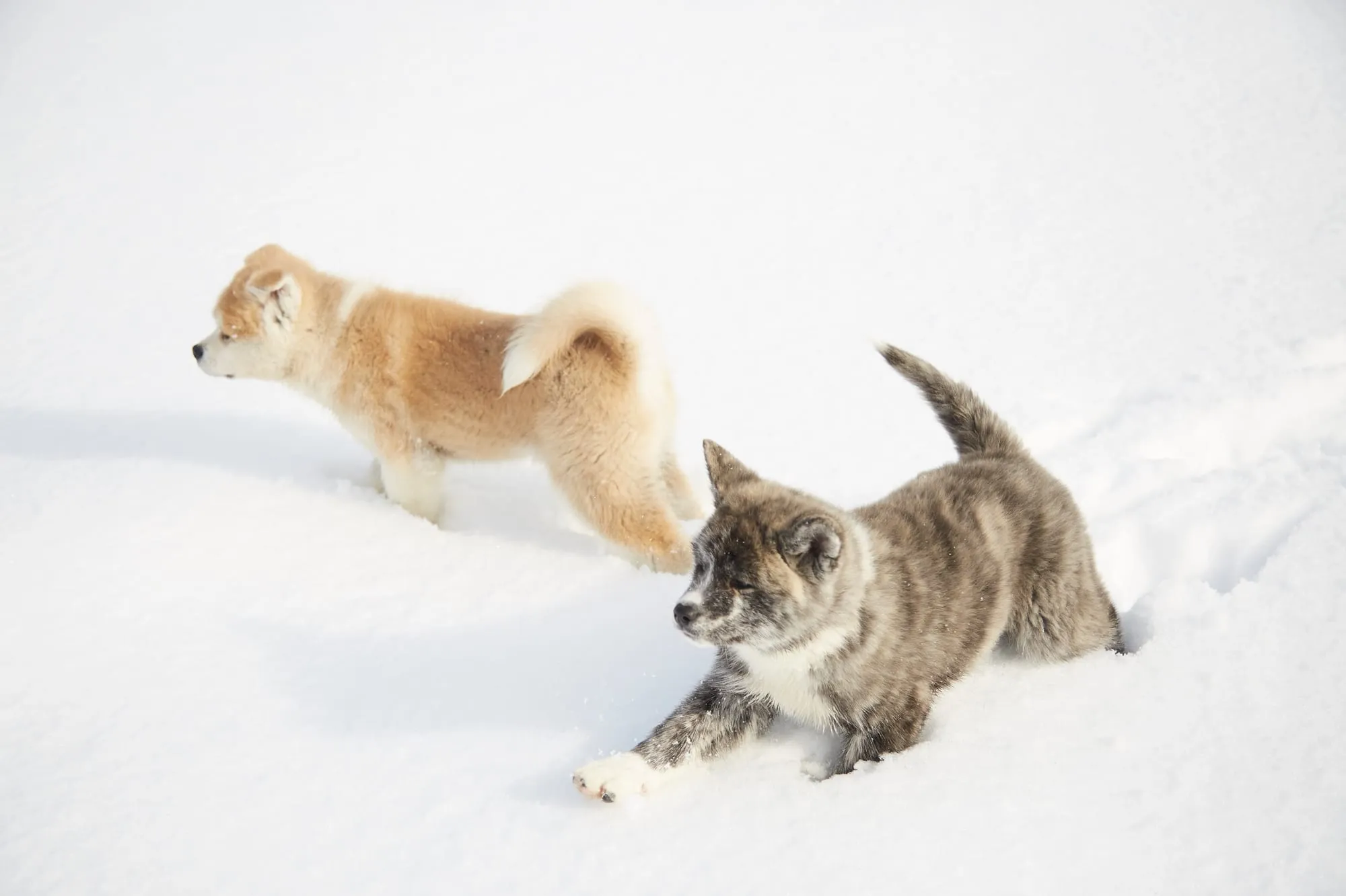 雪の中の秋田犬の子犬