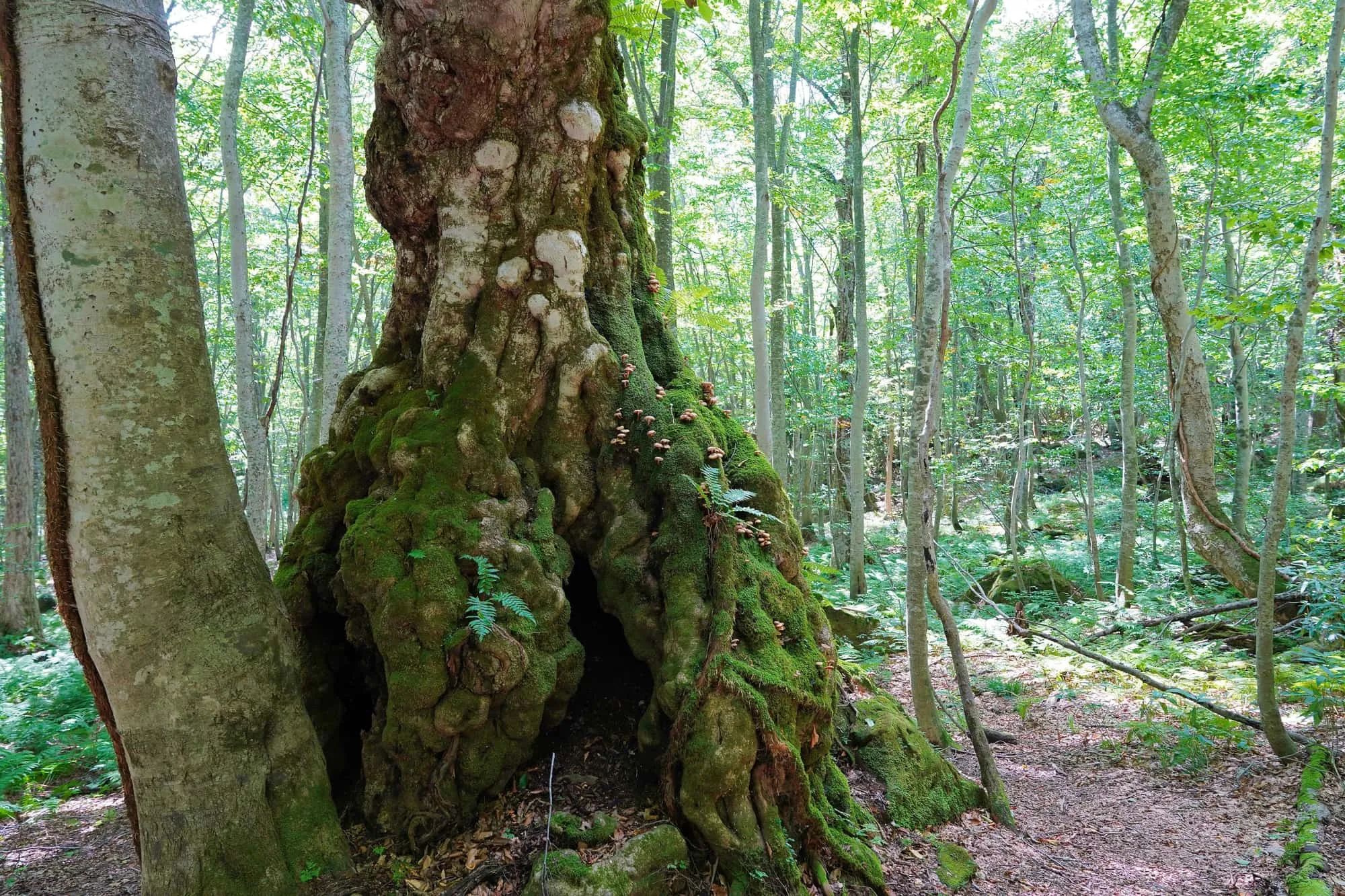岳岱自然観察教育林