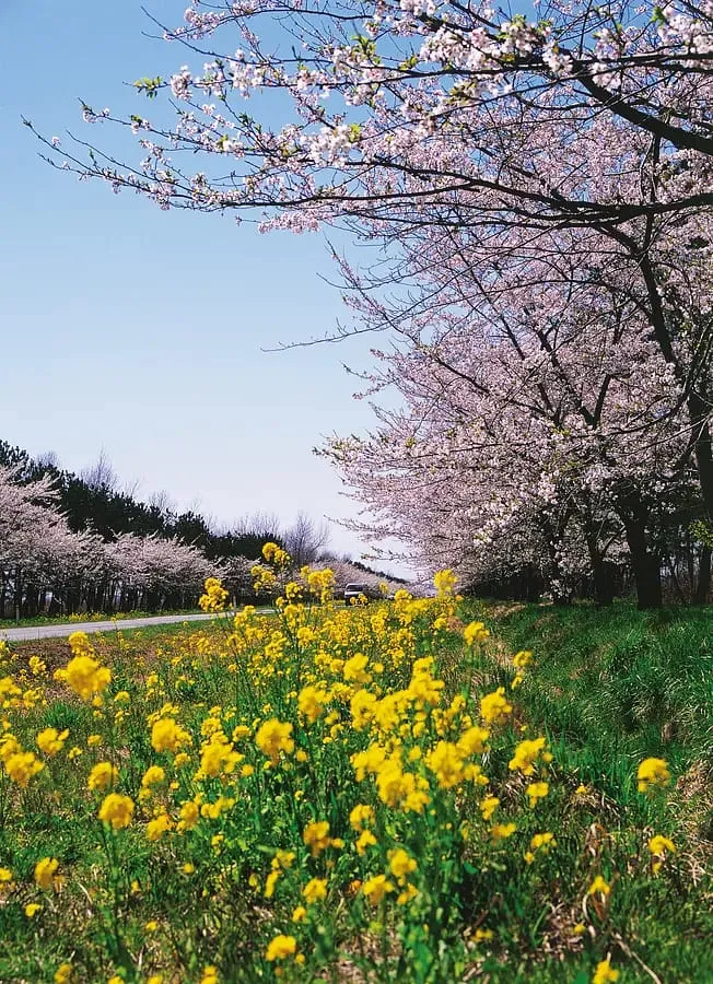 大潟村